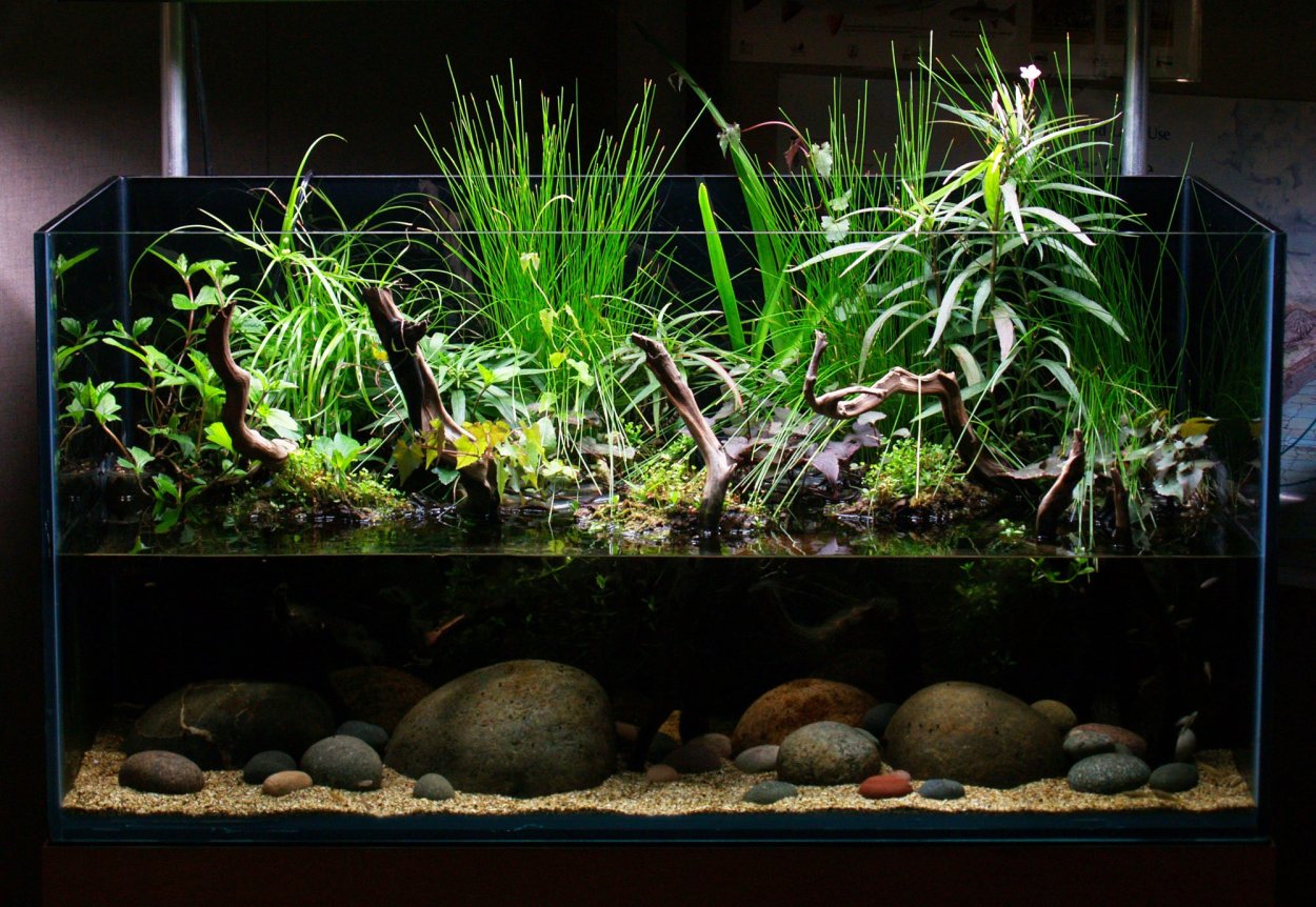 Террариум для аксолотля