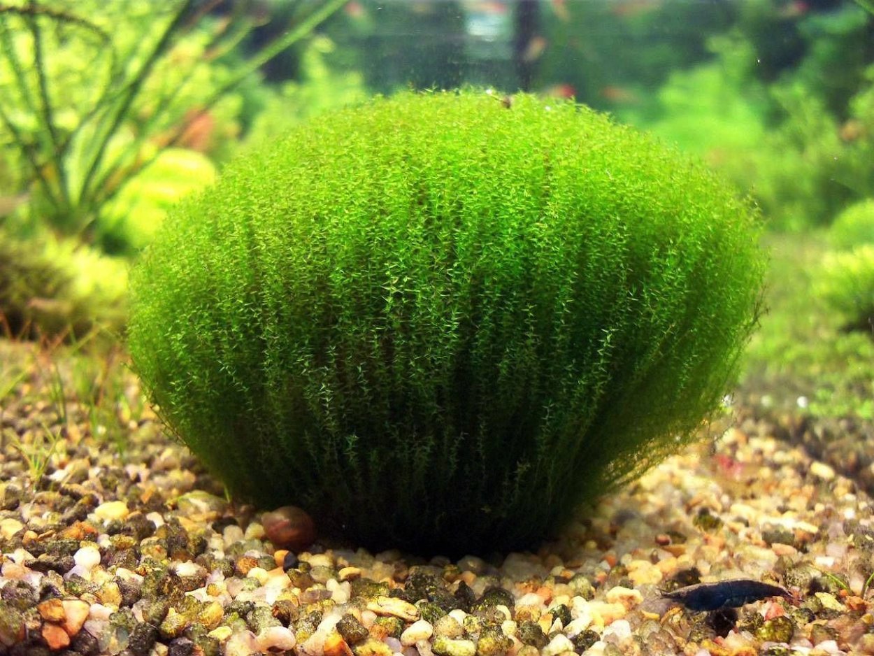 Палюдариум Tank 50 черный