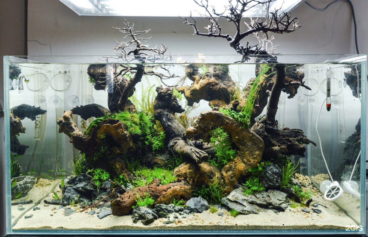 Антуриум в террариуме