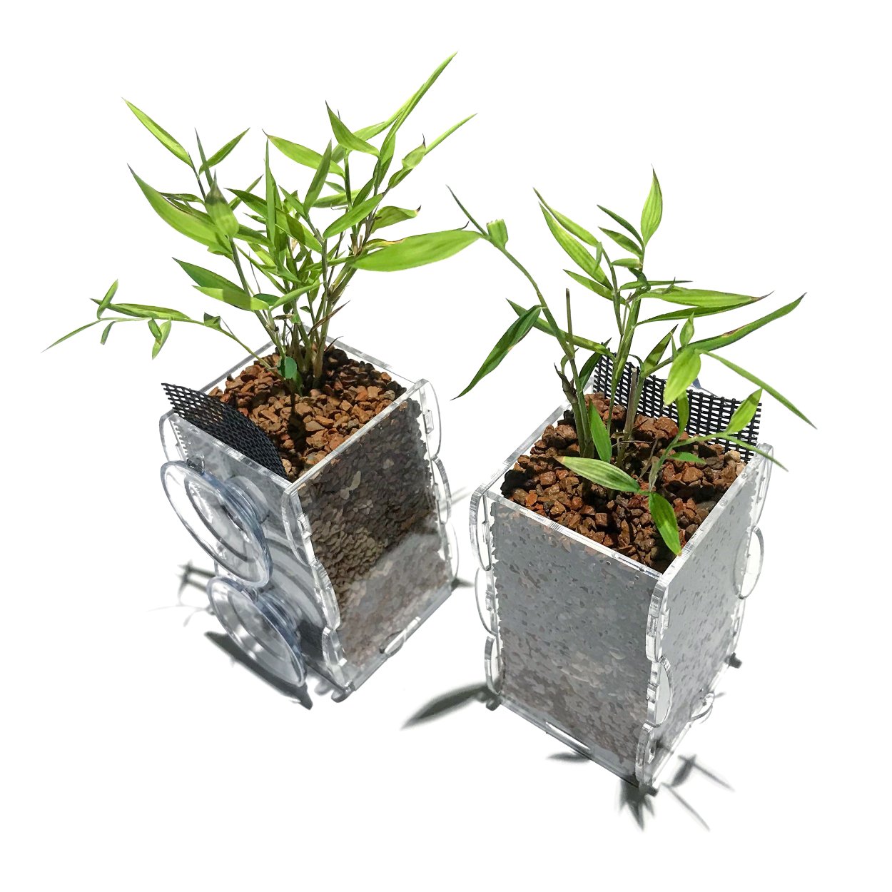 Рипариум растения