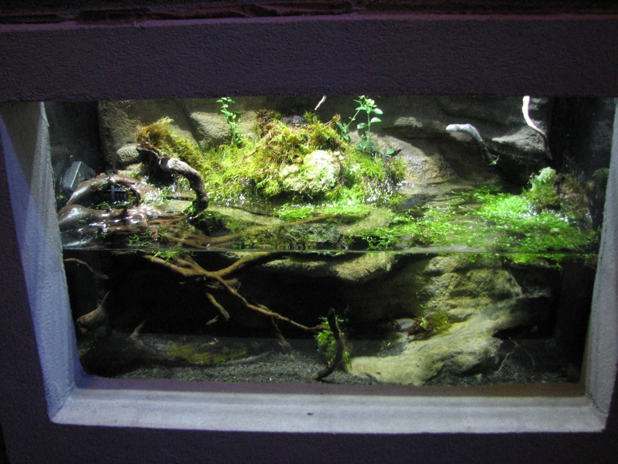 Палюдариум Амано