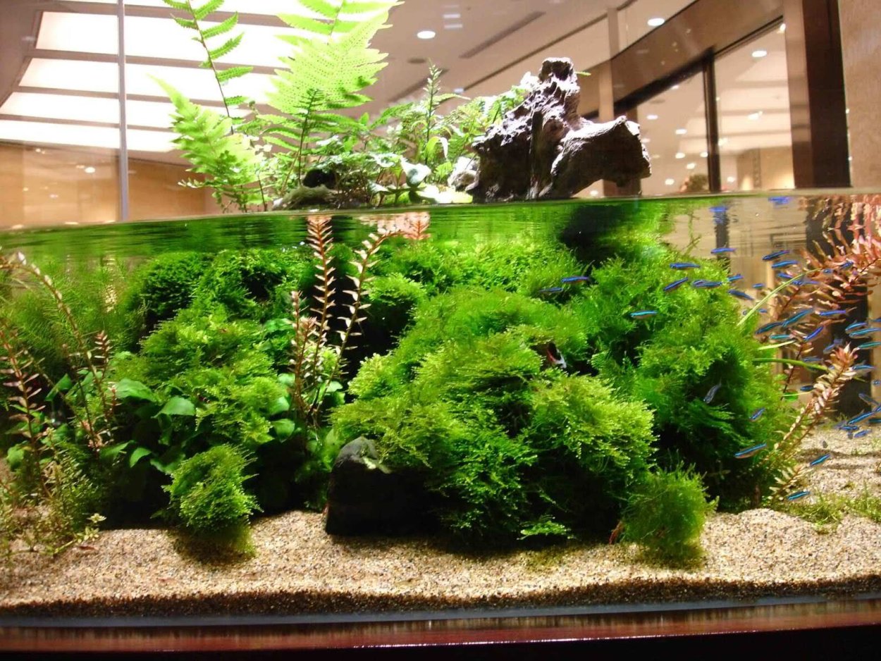 Аквариум палюдариум