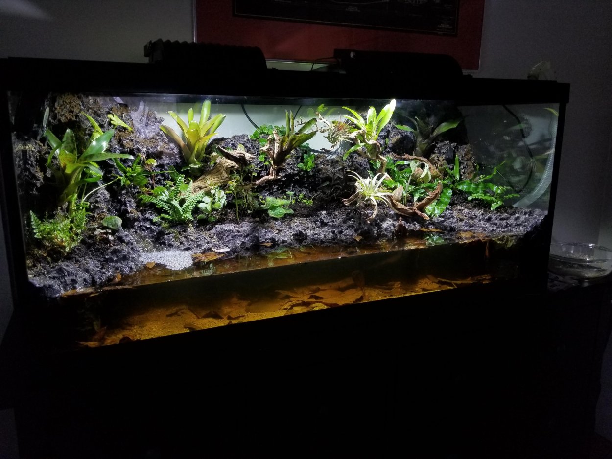 Палюдариум с фикусами