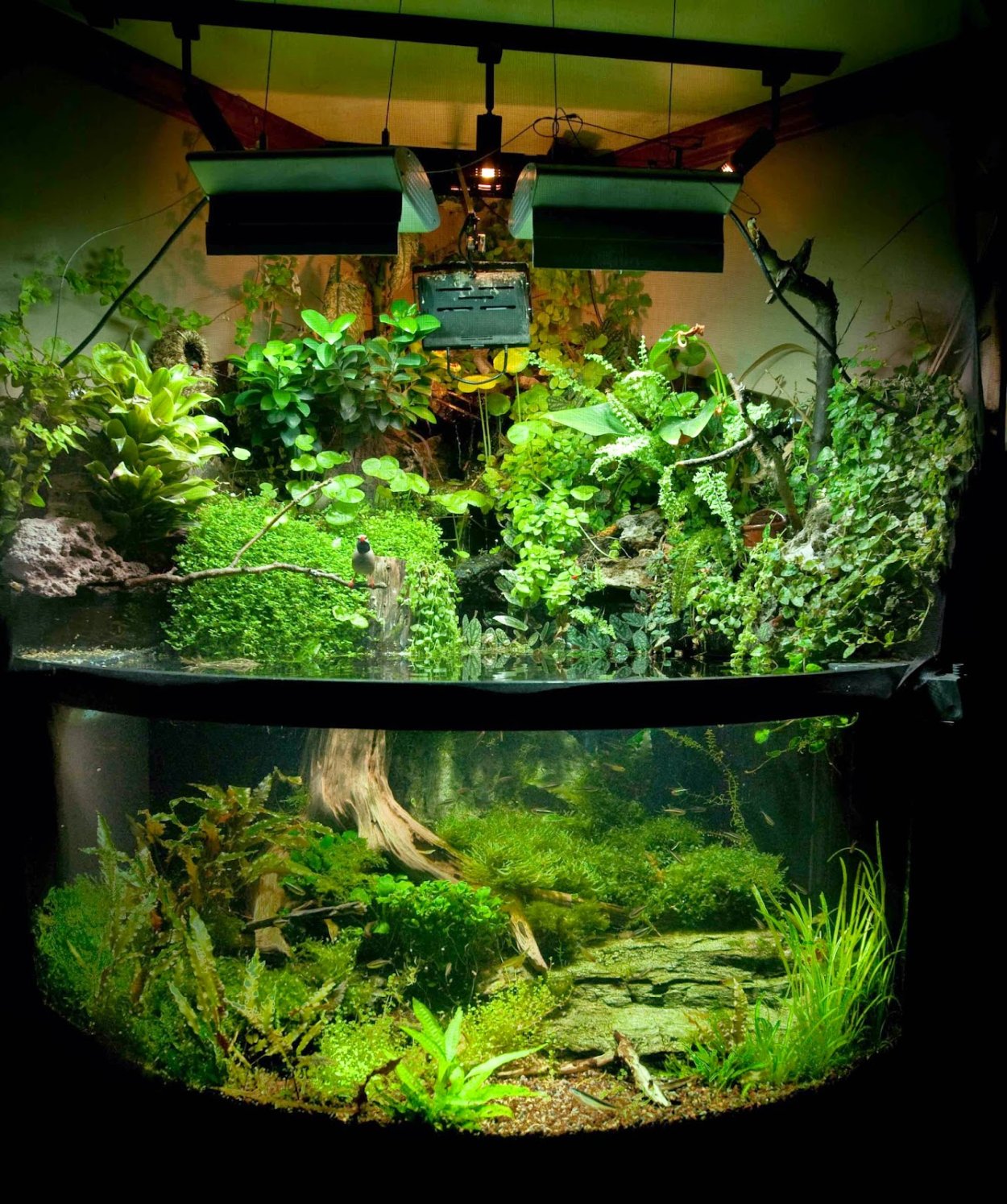 Рипариум в нано кубике