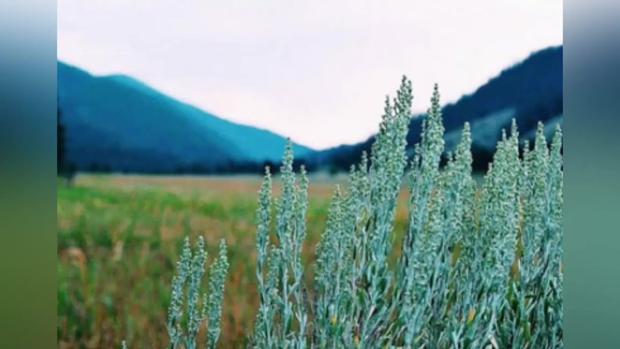 Полынь на фоне гор