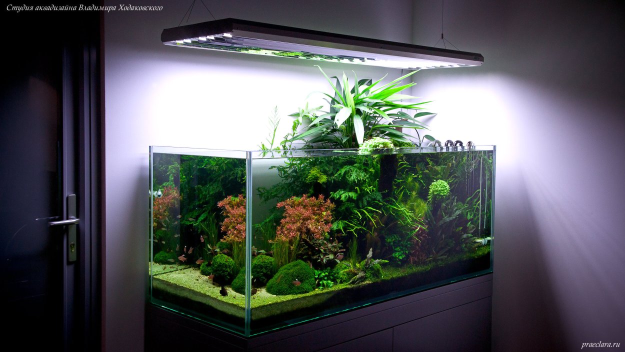 Мох стринг (Leptodictyum riparium)