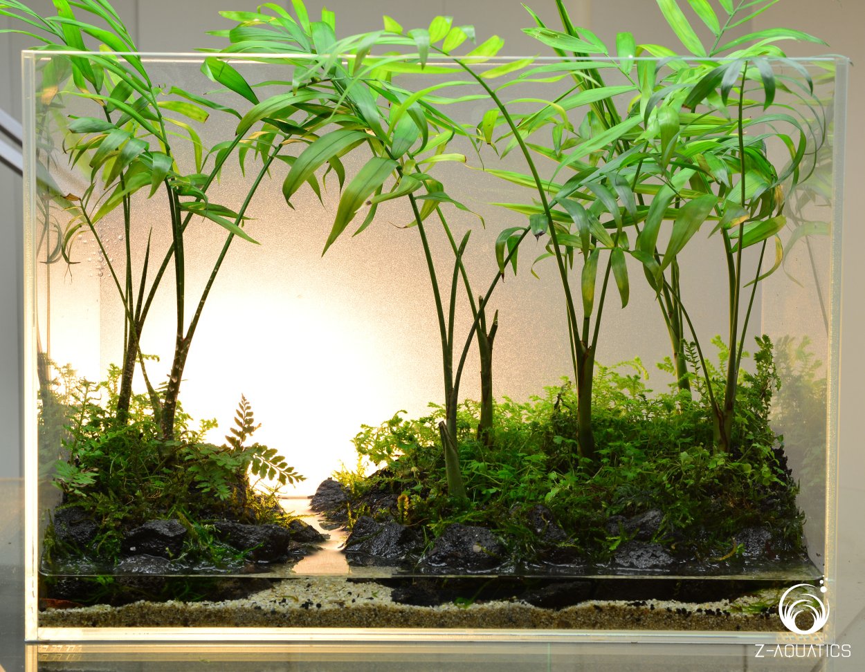 Рипариум в аквариуме