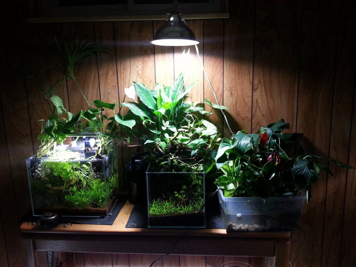 Флорариум с миртом