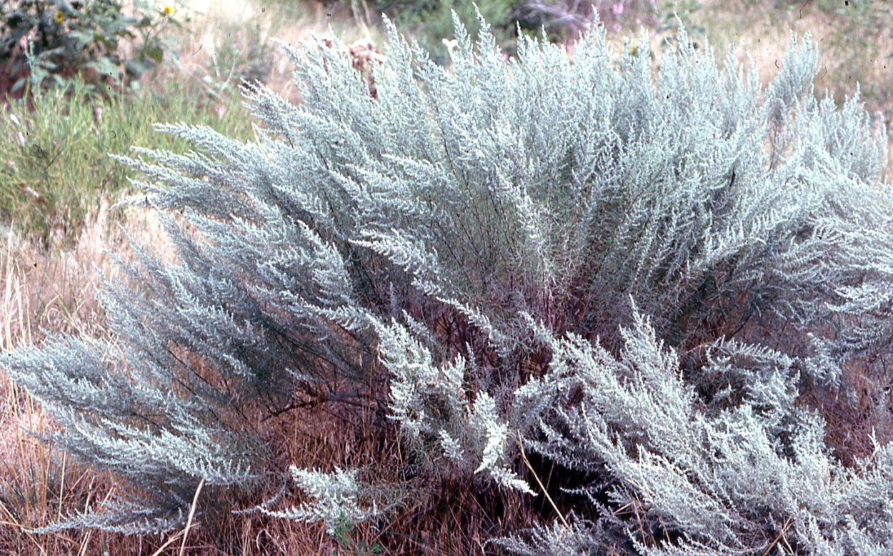 Полынь горькая (Artemisia absinthium)