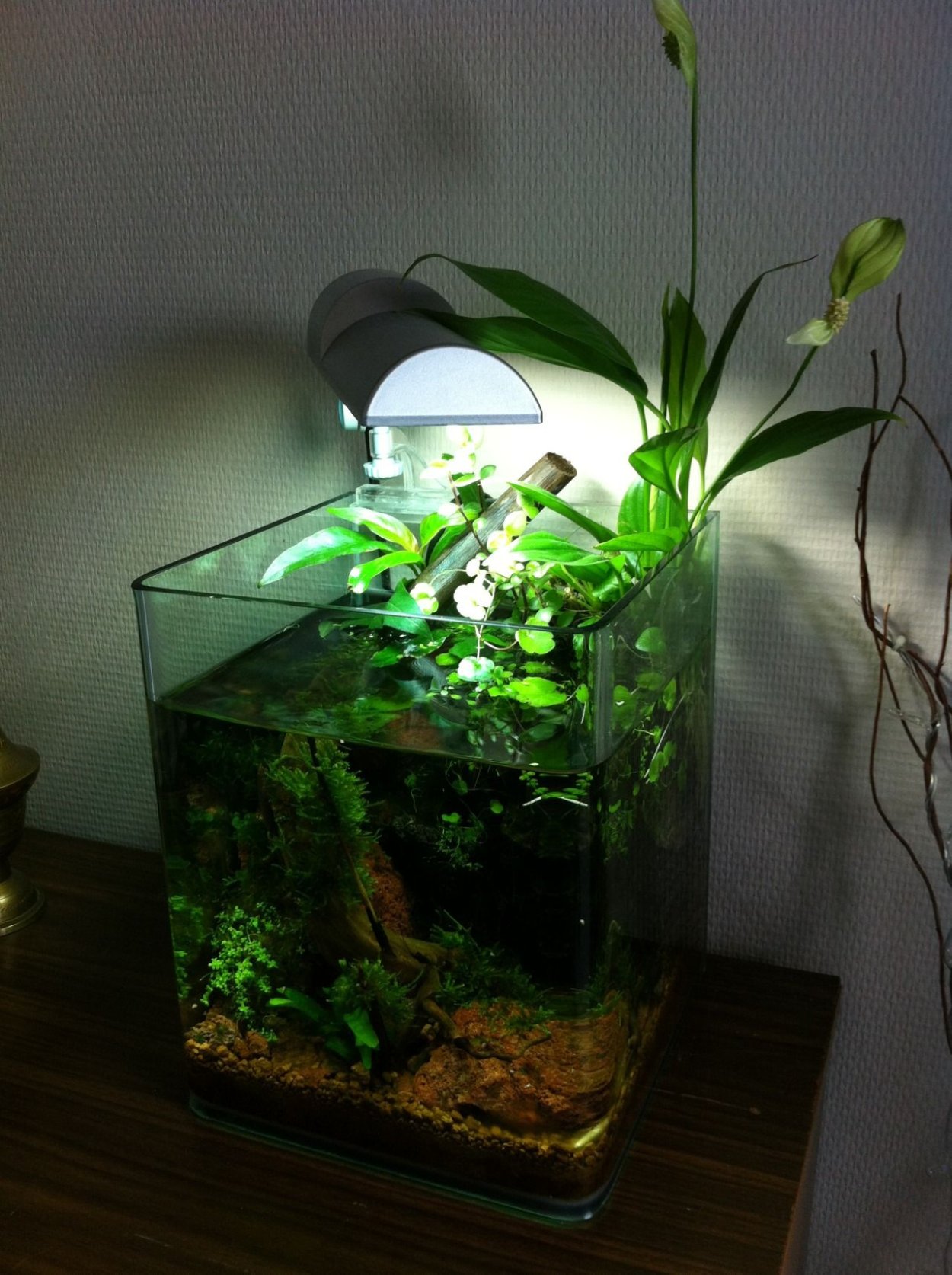 Старый аквариумист