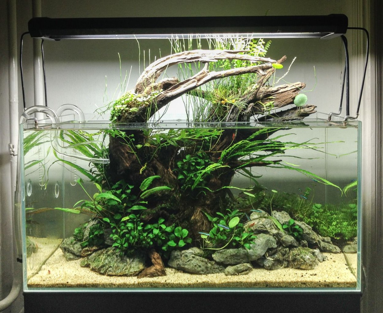 Крабариум палюдариум