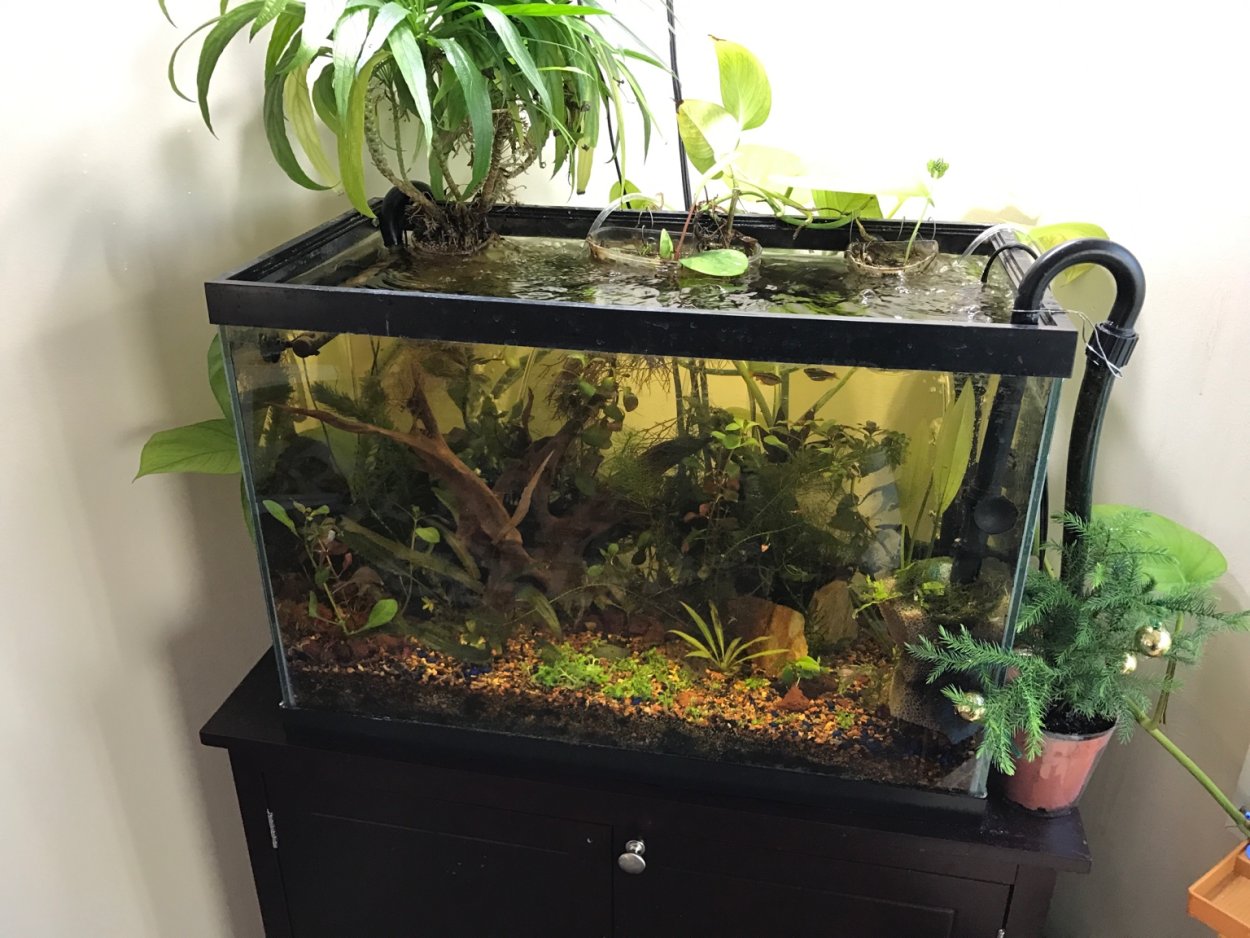 Аквариум палюдариум растения