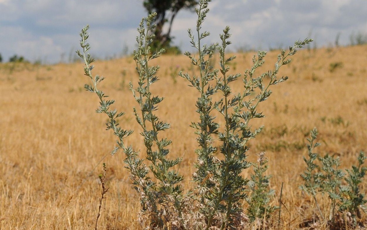 Травяной сбор из травы спорыша