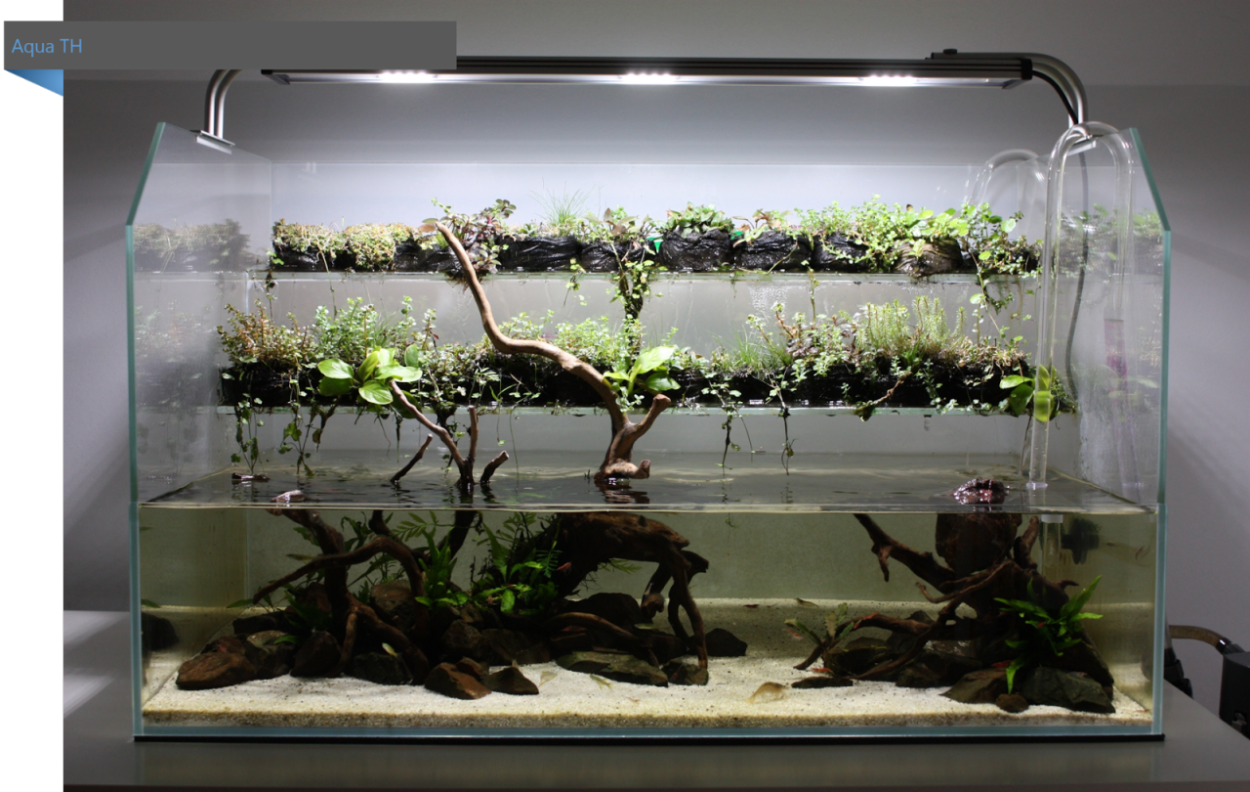 Акватеррариум акваскейп