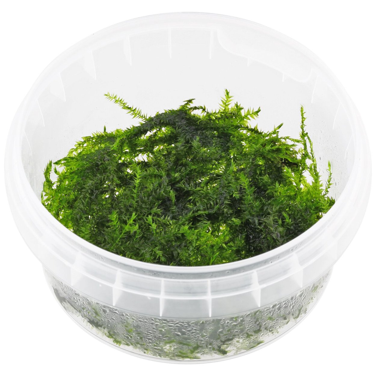 Палюдариум акваскейп