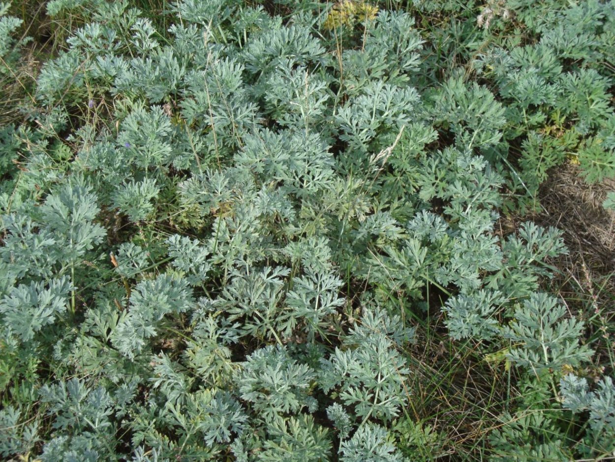 Artemisia frigida Willd. Полынь холодная