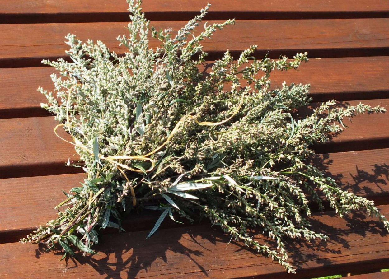 Artemisia phaeolepis