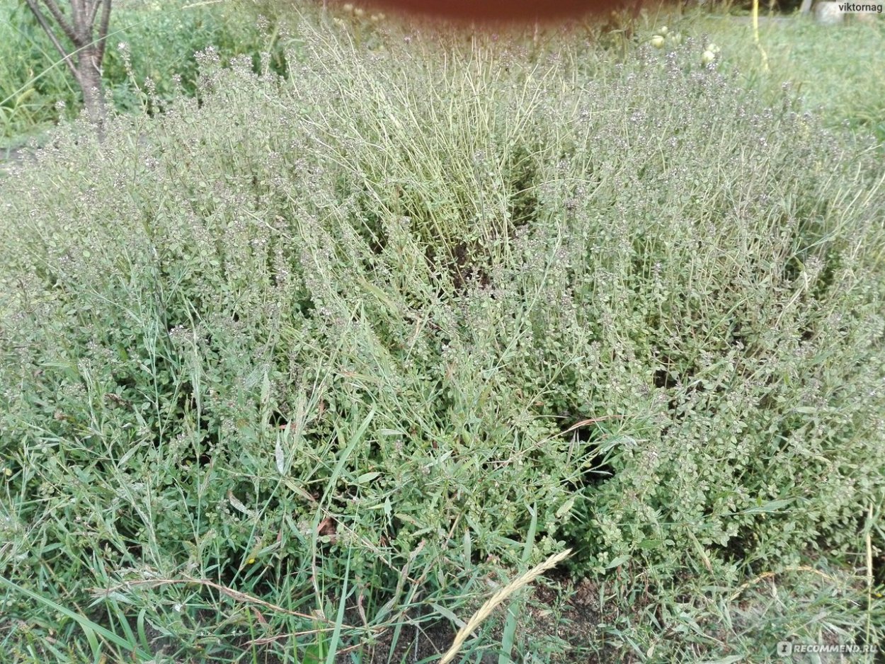 Сухая трава