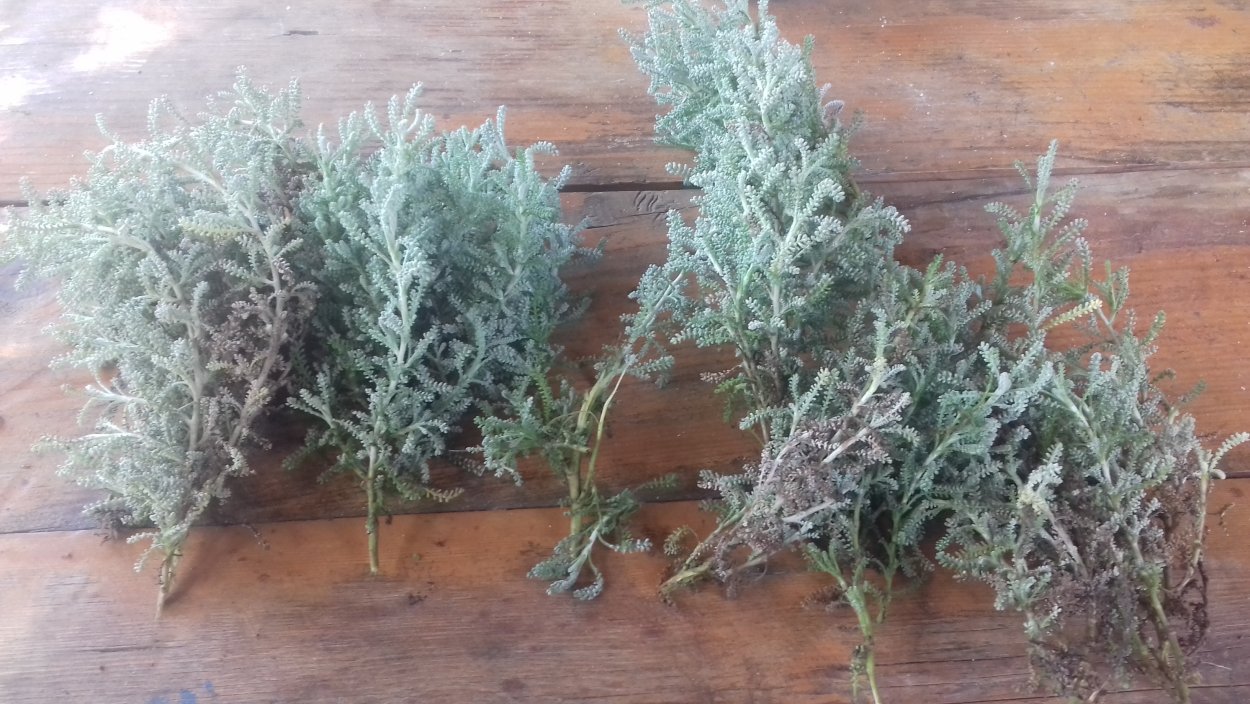 Настойка полыни горькой