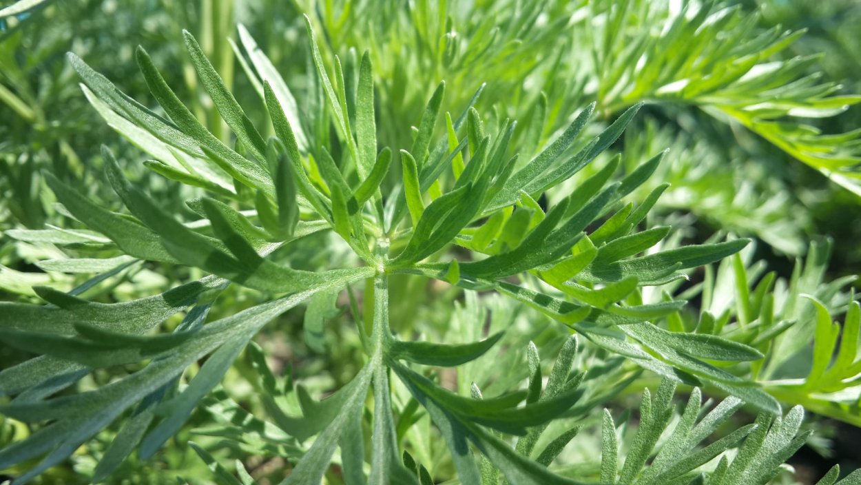 Полынь декоративная Сиверса