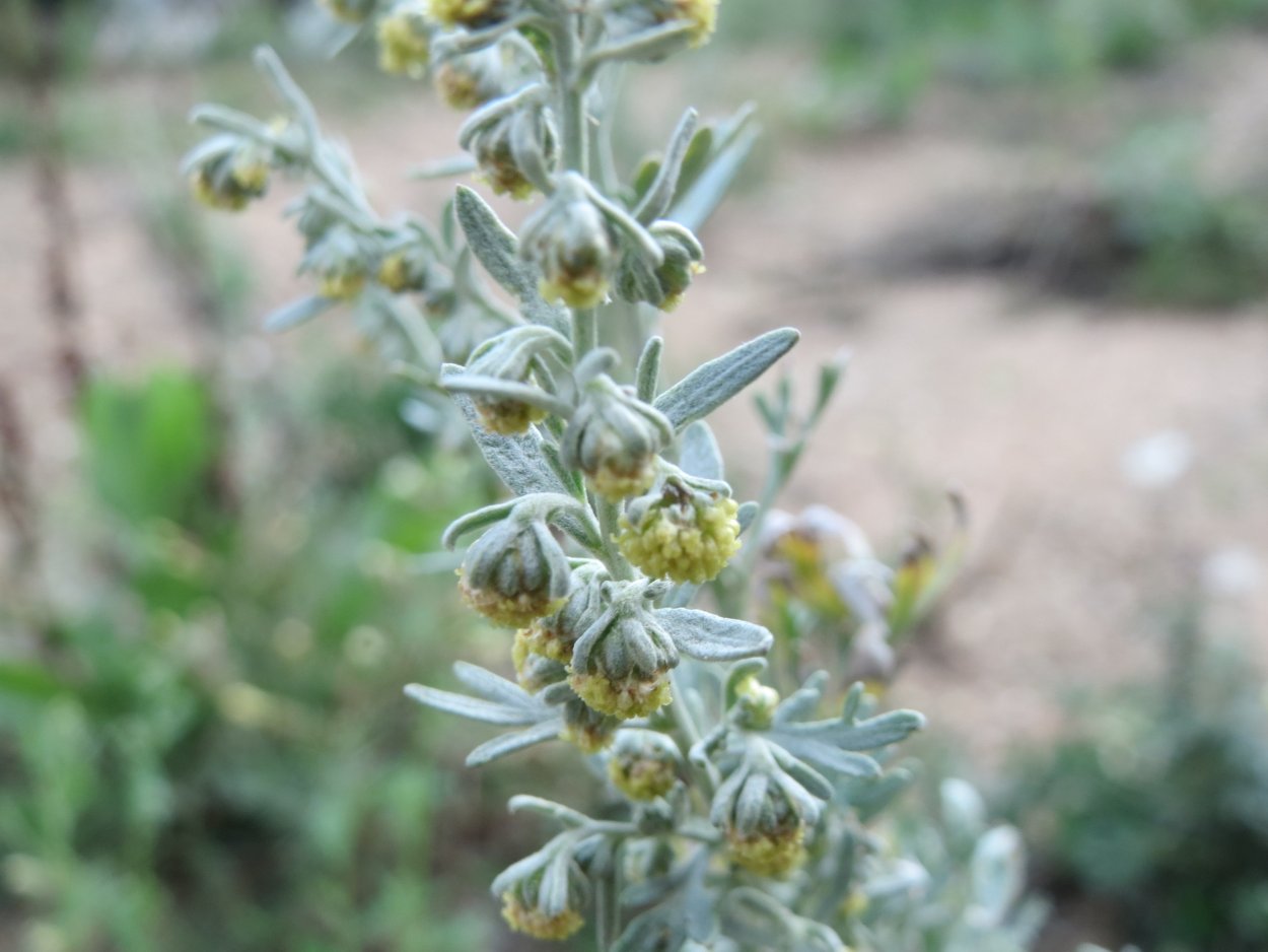 Полынь обыкновенная настой