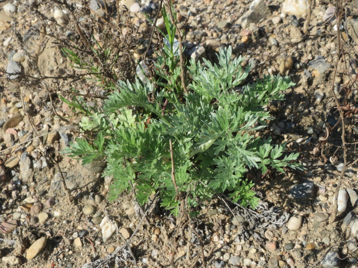 Полынь absinthium