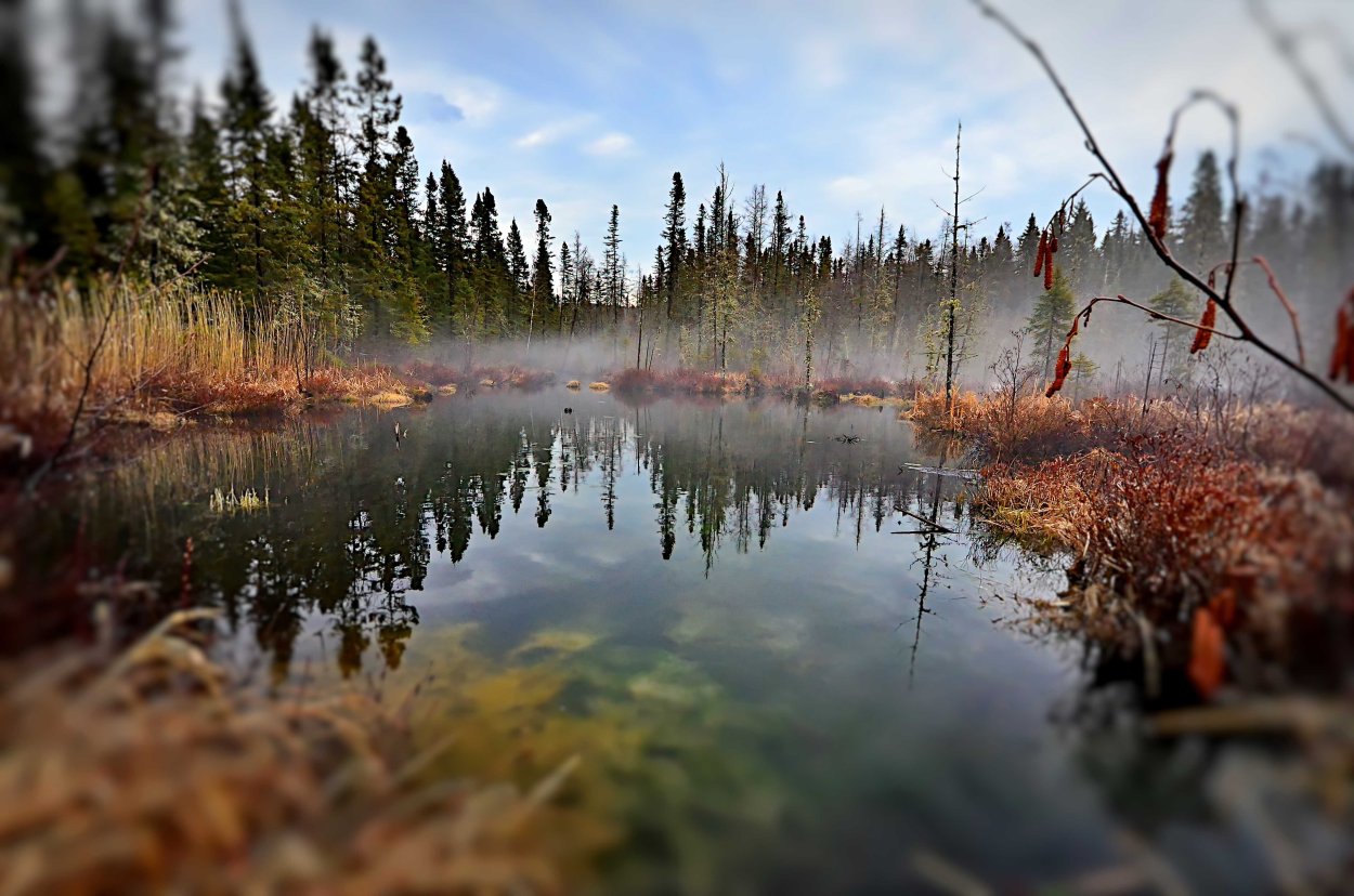 Эвтрофное болото