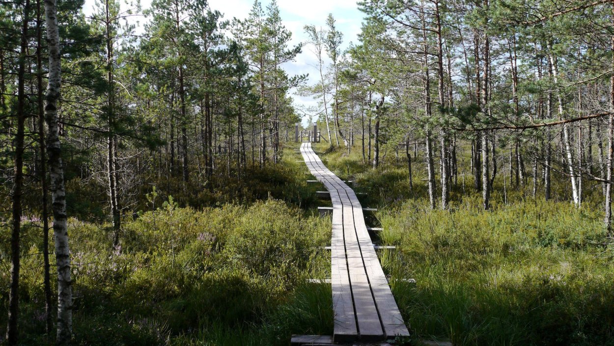 Болото Юпяужшуо Карелия