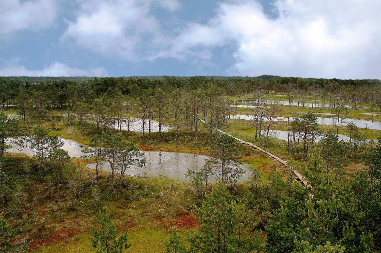 Томентгонтское болото