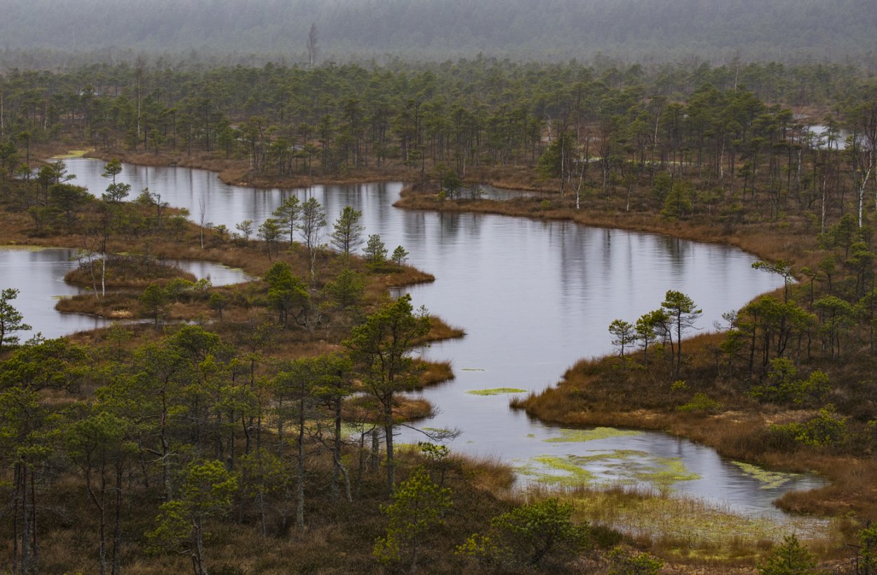Болото Амельниковское