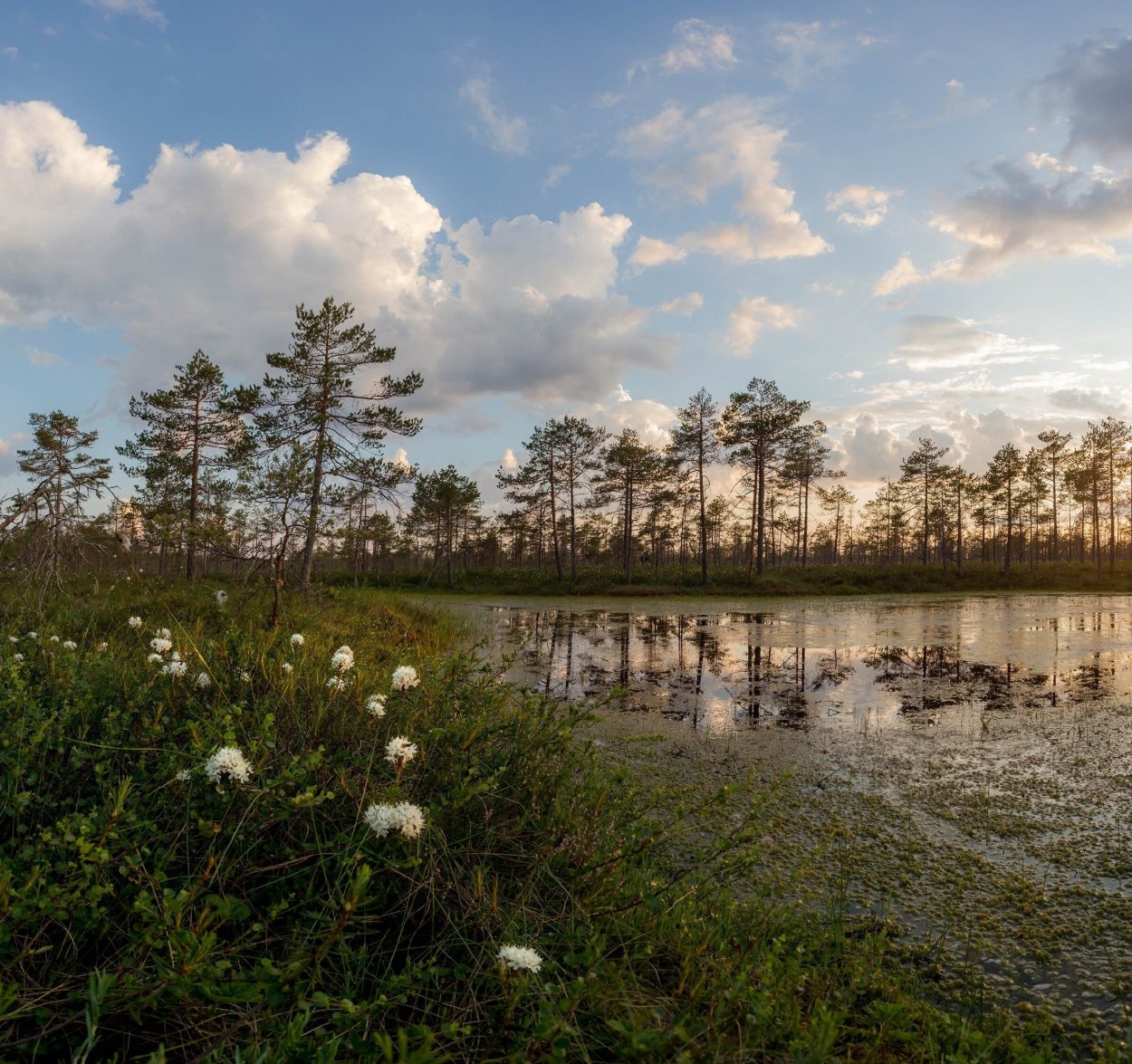 Таменгонтское болото