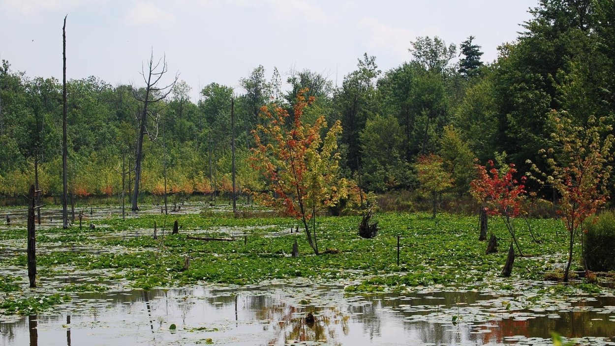 Болотная Топь Карелия