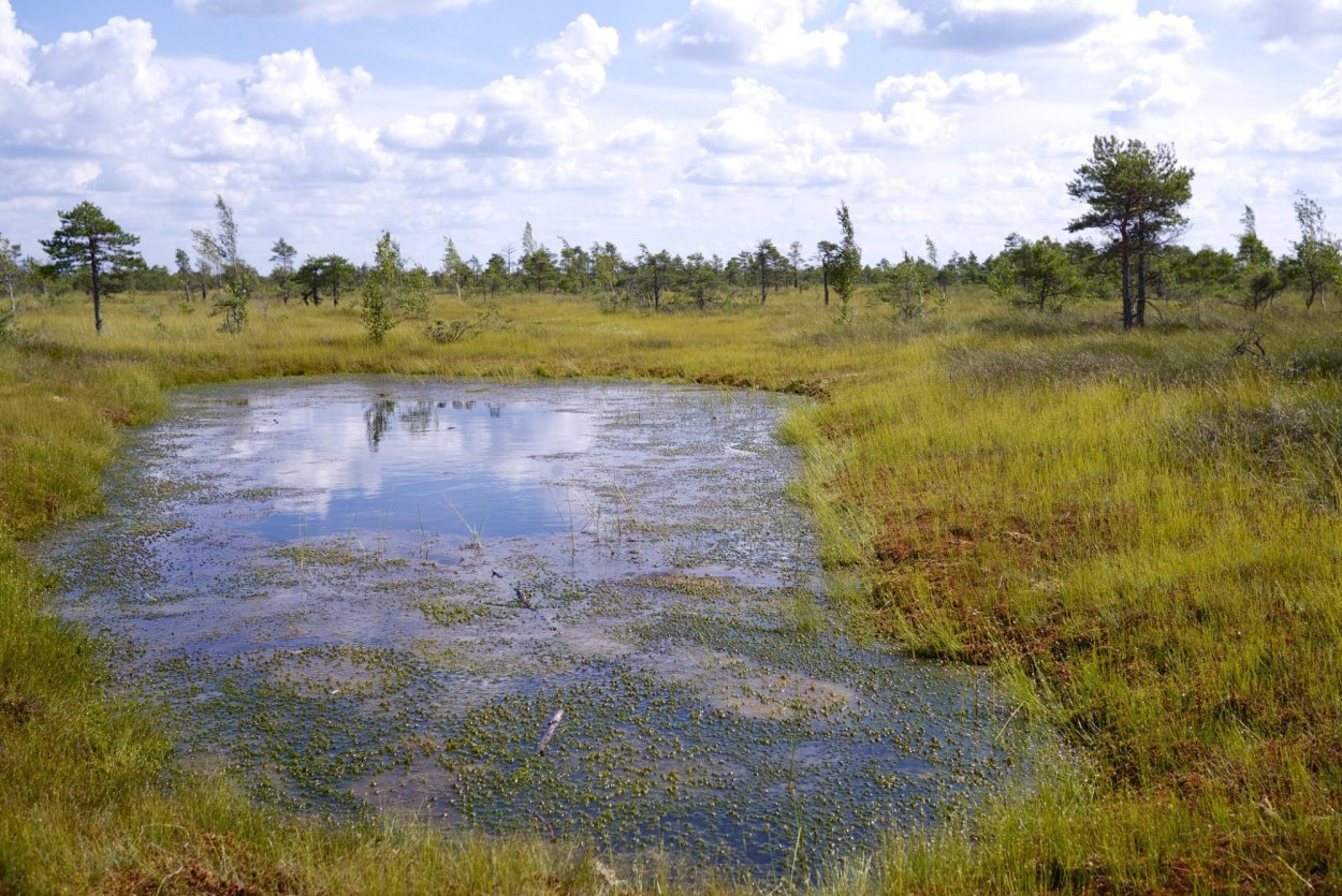 Серебряноборское Тростниковое болото