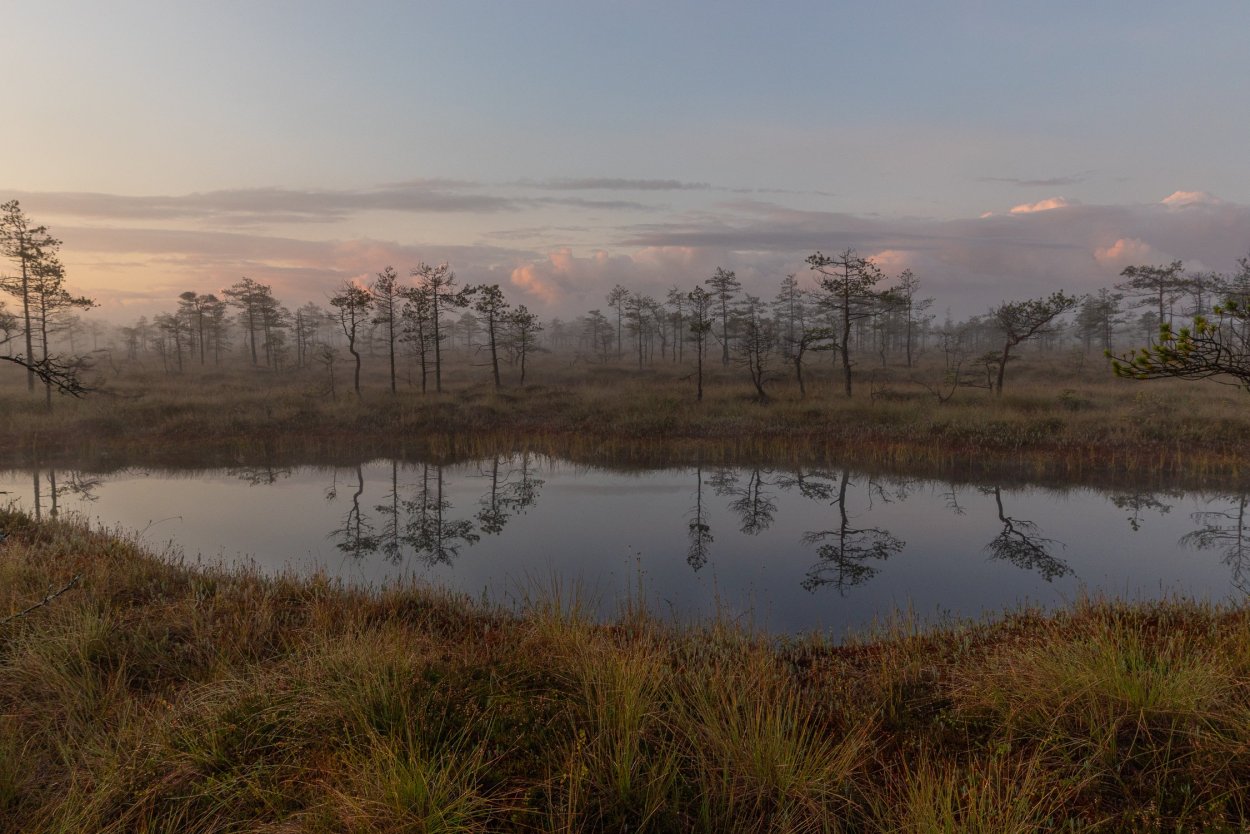 Заказник Мшинское болото