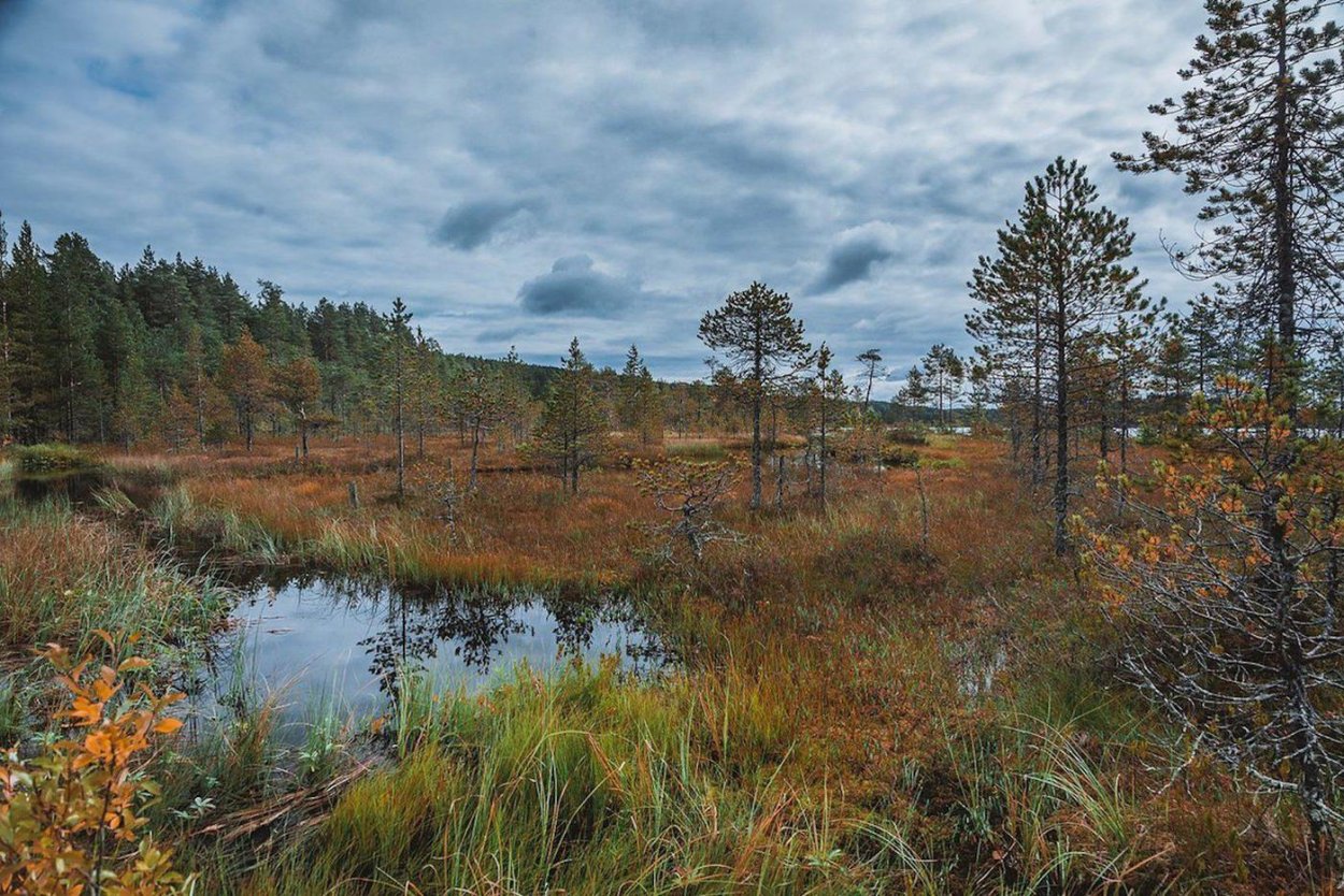 Глебовское болото Ленинградской области