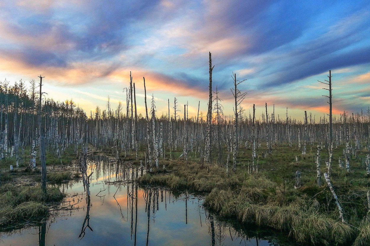 Таменгонтское болото Ломоносовский район