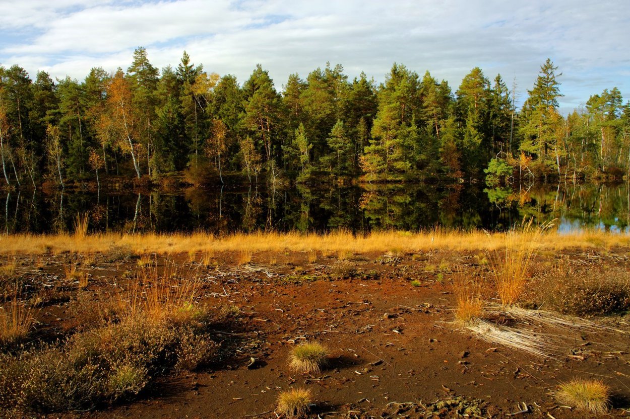 Таменгонтское болото клюква