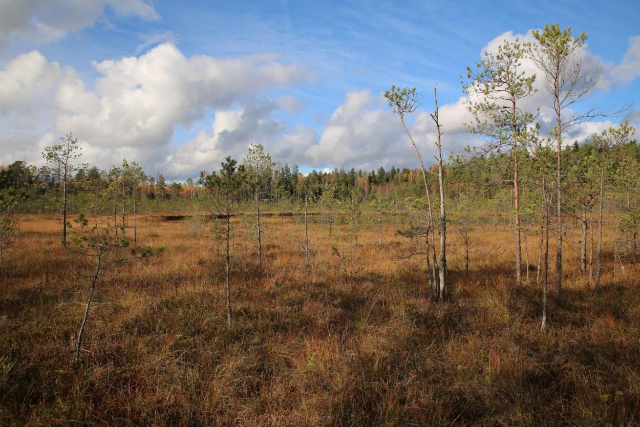 Усинское болото в Республике Коми