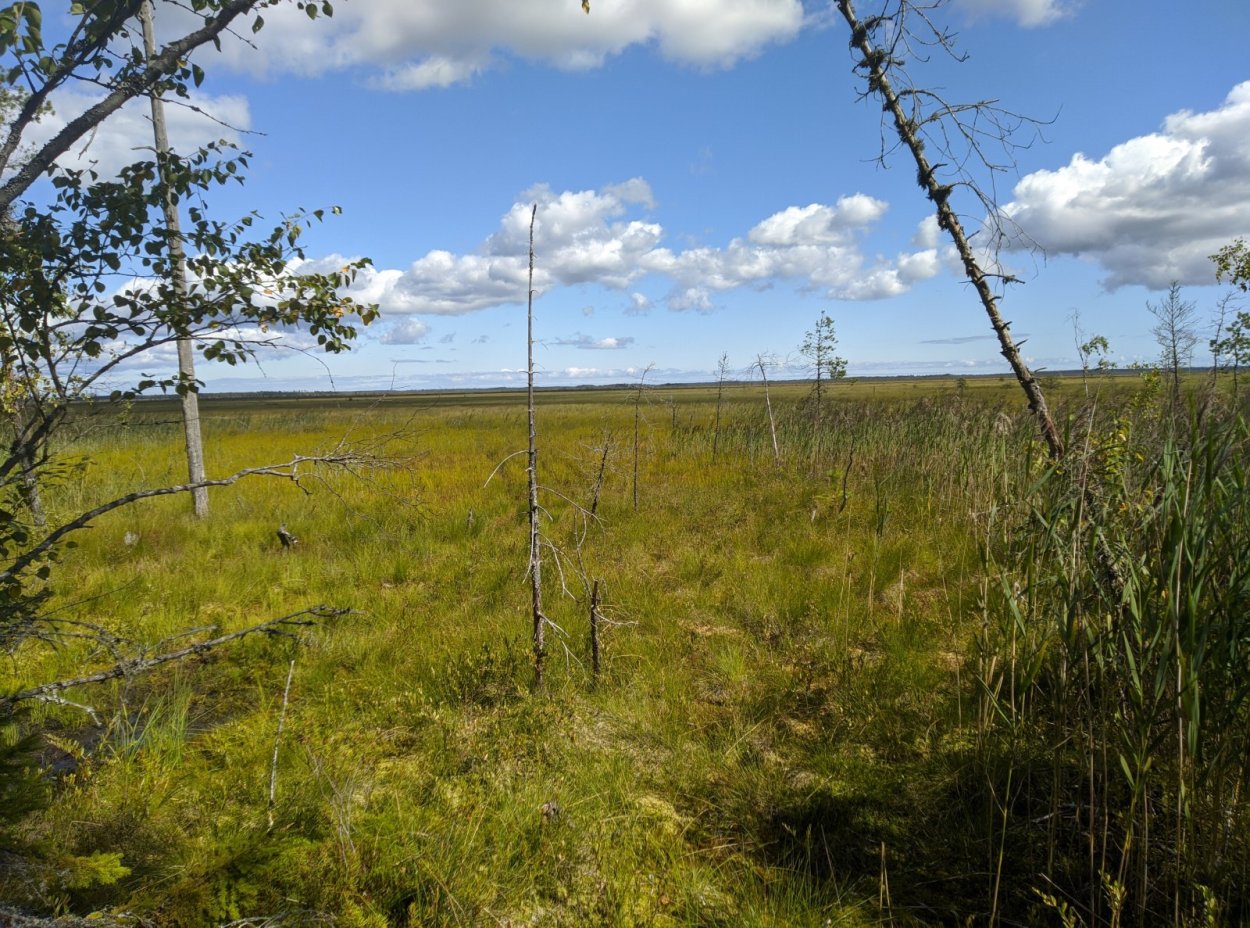 Клюквенное болото у д. Чуликса»