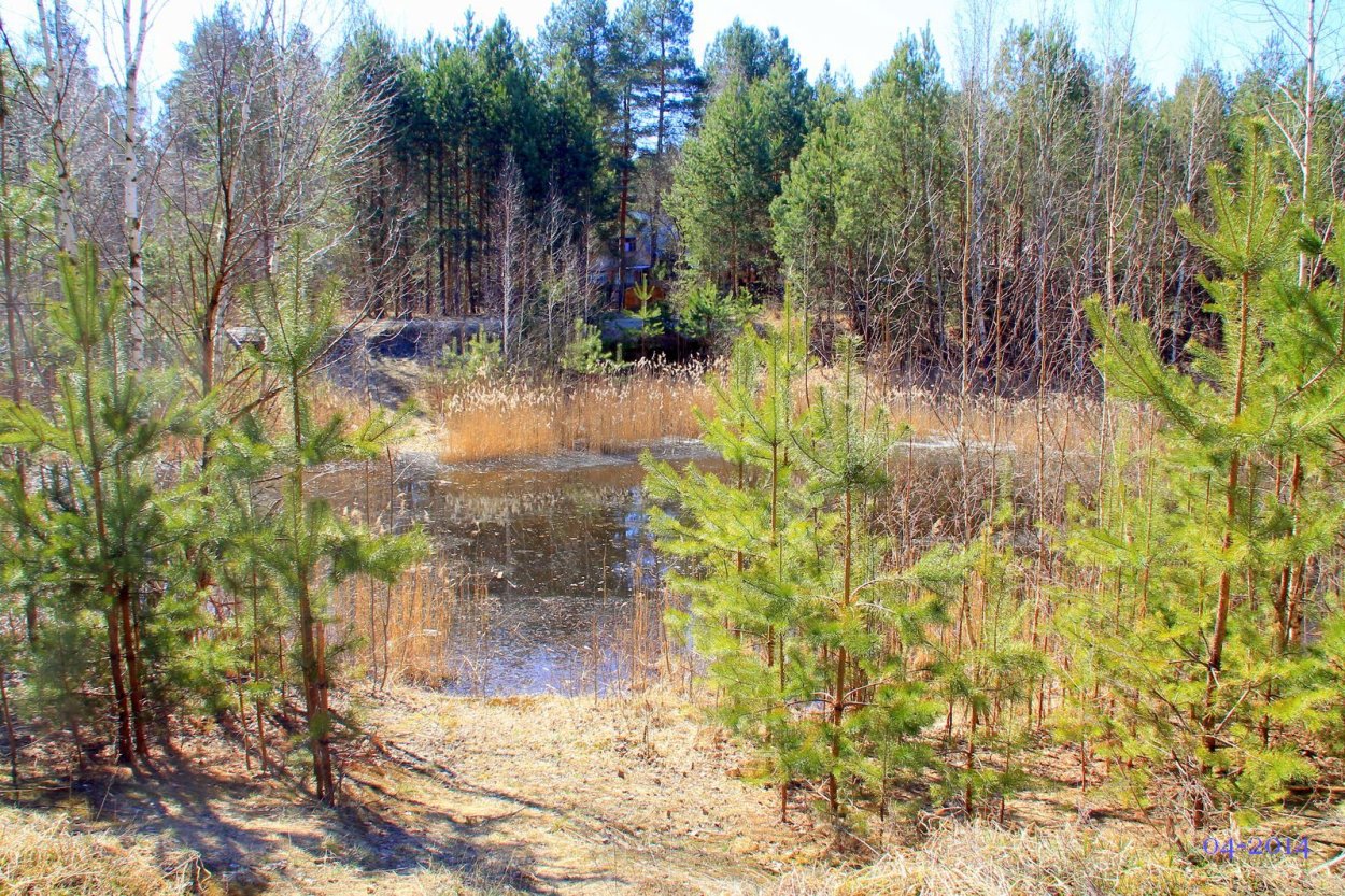 Переходные (мезотрофные) болота