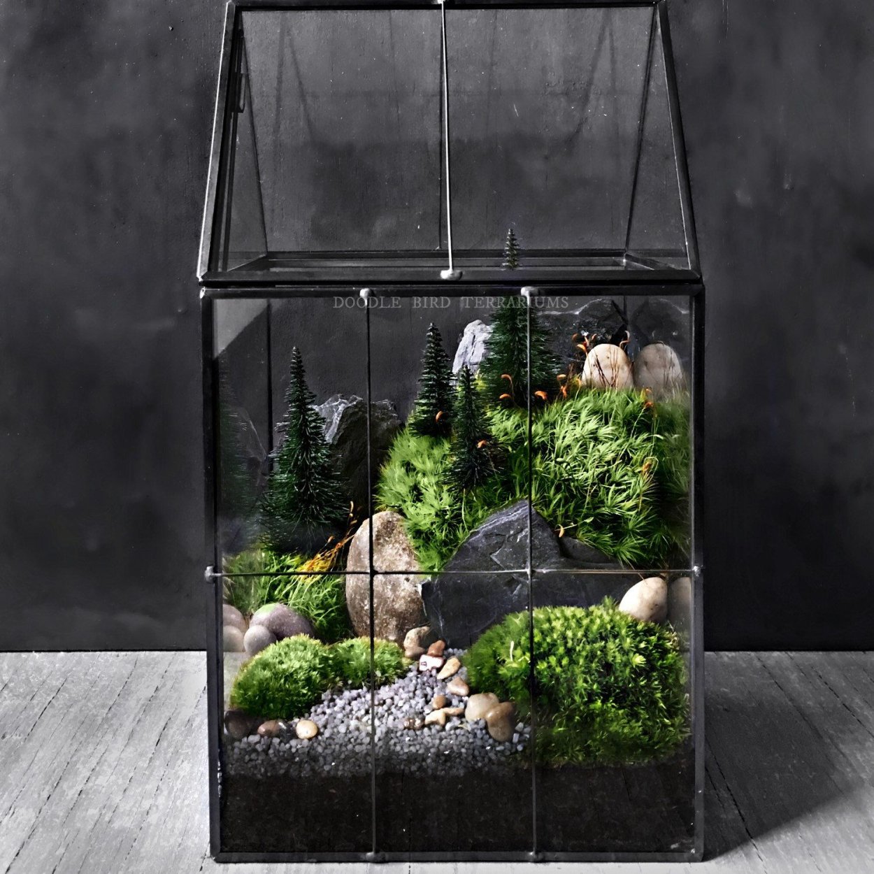 Палюдариум акваскейп