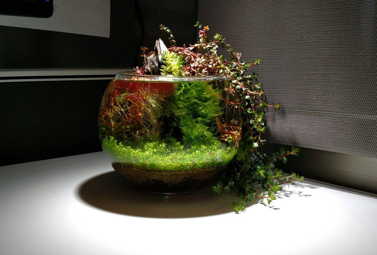 Палюдариум вабикуса