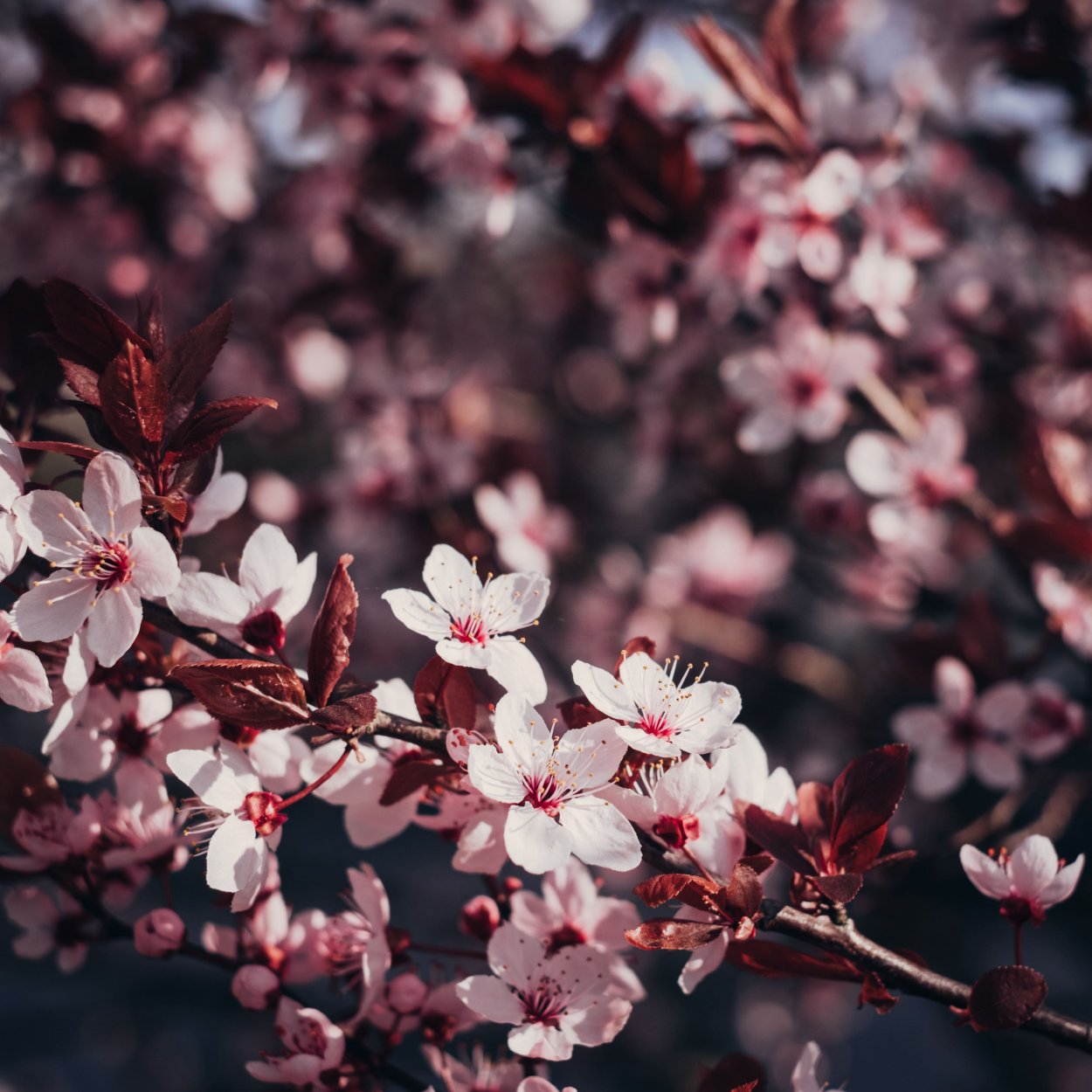 Ягоды Эстетика