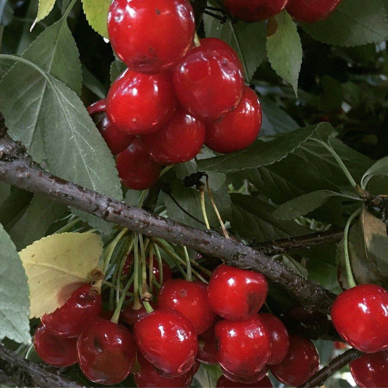 Вишня Эстетика