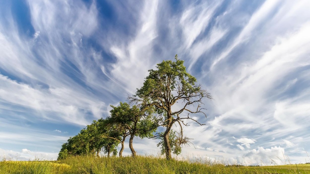 Одинокое дерево в поле