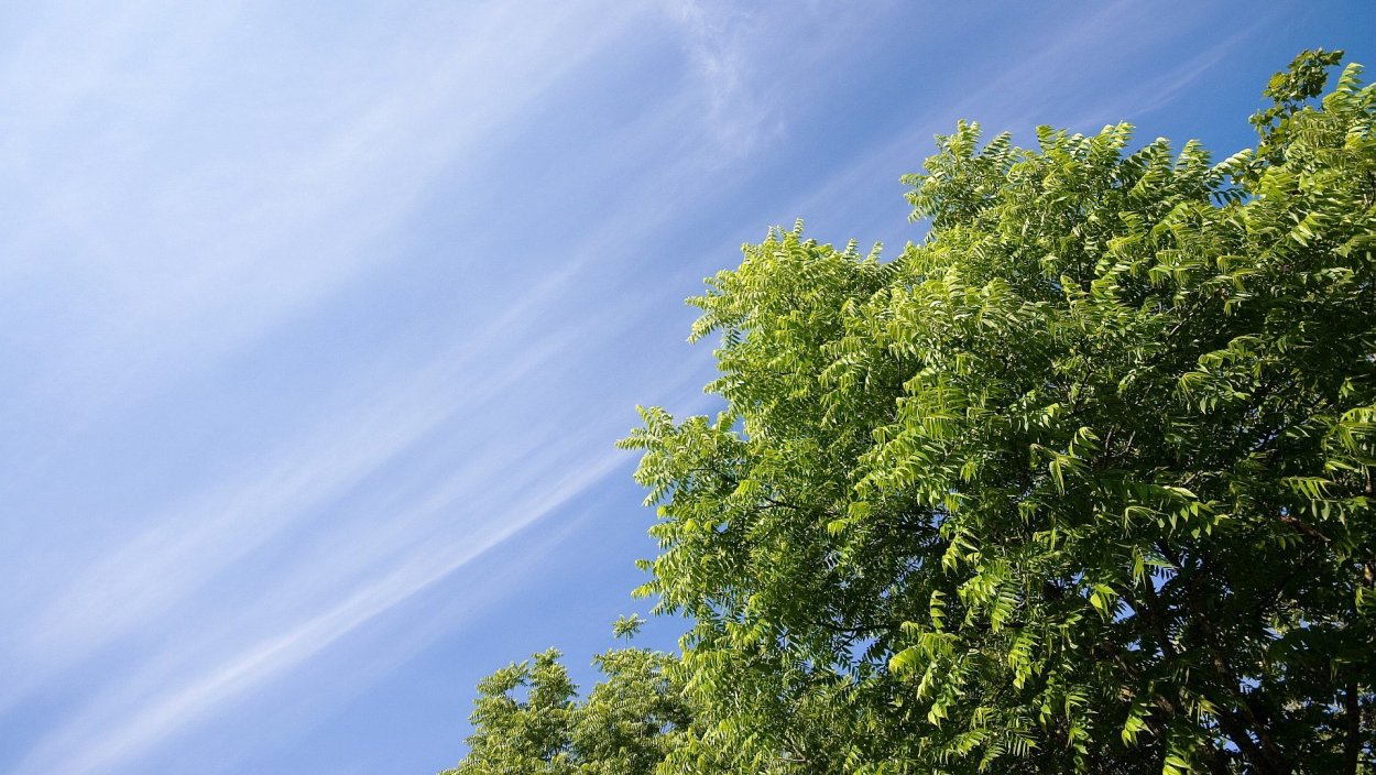 Дерево на фоне неба