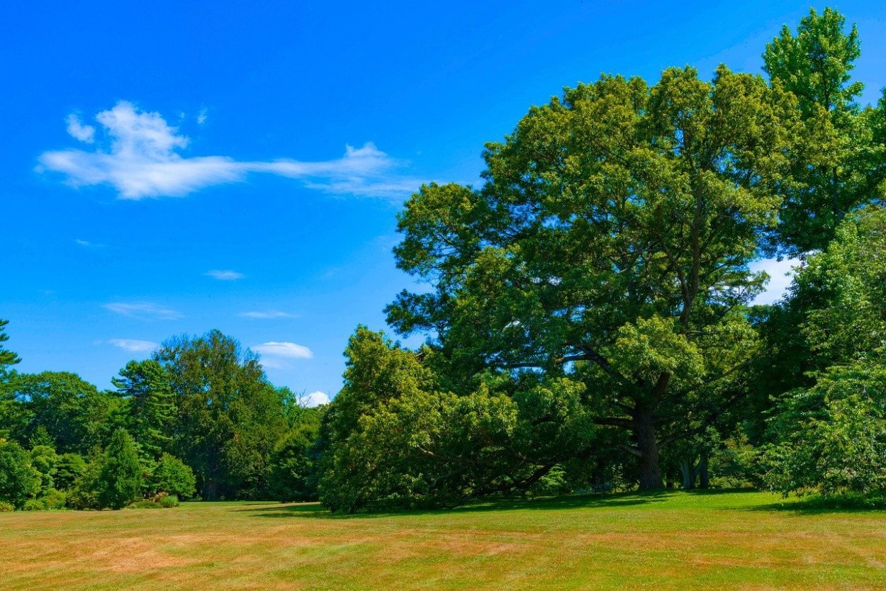 Дерево на фоне неба