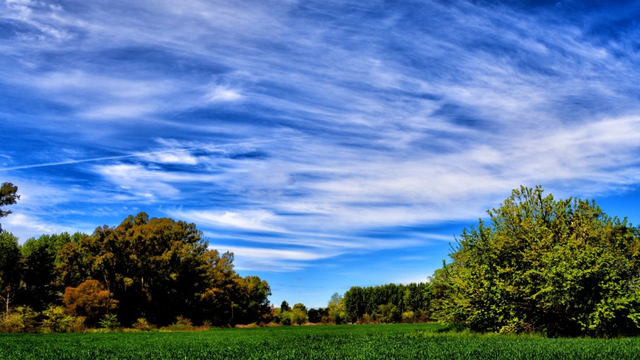 Панорама небо и деревья