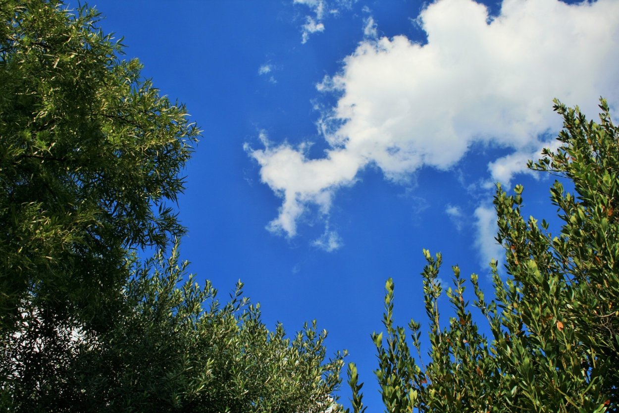 Дерево на фоне голубого неба