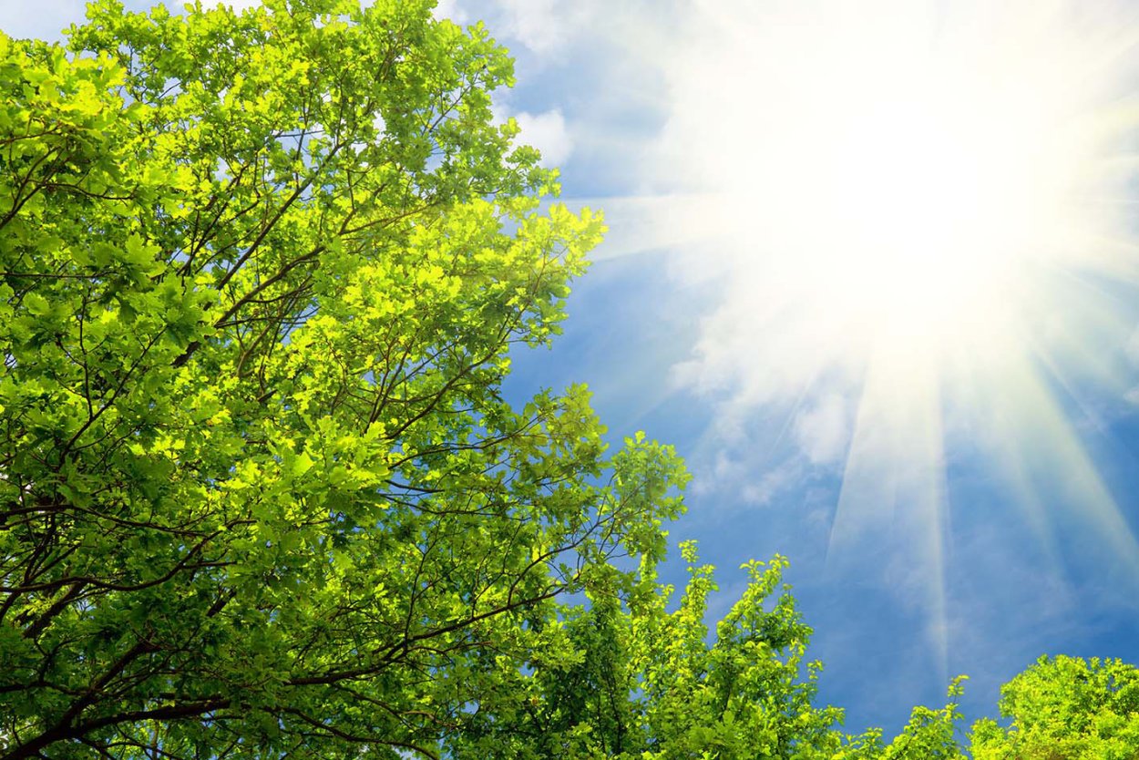 Верхушки деревьев на фоне неба